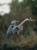 Pair of Great Blue Herons Stand Beside Their Nest