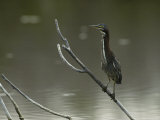 Green-Backed Heron Perches on a Tree Branch above the Water