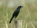 Boat-Tailed Grackle Perches on a Fence Post in Central Florida