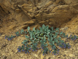 Oyster Plant Grows from a Rock Formation