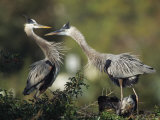 Pair of Great Blue Herons Stand Beside Their Nest