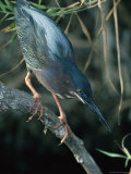 Green-Backed Heron Perches on a Tree Branch