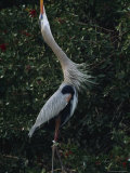 Great Blue Heron Exhibiting Greeting Behavior