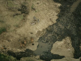 Giraffes and Zebras at a Watering Hole