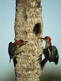 Pair of Red-Bellied Woodpeckers