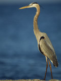 Great Blue Heron Walks in the Sand