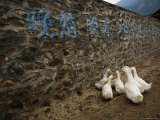Ducks Huddle under Chinese Characters Painted on a Wall in a Village