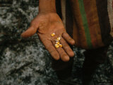 Farmer Holds Kernels of Corn