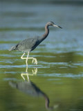 Little Blue Heron Wades in a Saltwater Lagoon