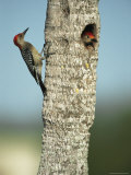 Pair of Red-Bellied Woodpeckers