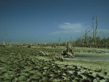 Dead Mangrove Trees with Pink Flamingos on the Horizon