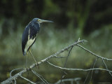 Tricolored Heron Perches on a Tree Branch