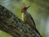 Red-Bellied Woodpecker Perches on a Tree