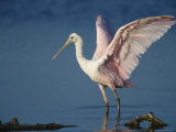 Juvenile Roseate Spoonbill Wades in the Mud of a Coastal Lagoon