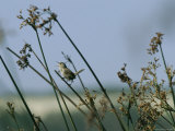 Marsh Wren Perched on a Tall Grass