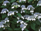 Lace Cap Hydrangea Flowers in Bloom