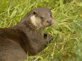 Adult  Male European Otter Eats a Crayfish