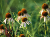 Purple Coneflowers in a Virgin Tallgrass Prairie Near Unadilla