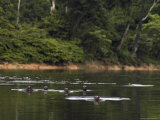 Giant River Otters Swim in Lake Balbina