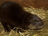 Orphaned European Otter Cub Is Hand-Reared at a Zoo