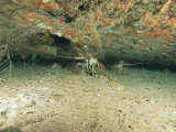 Spiny Lobsters Hide Beneath a Shipwreck