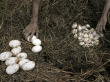Aborigines Gathering Eggs from a Saltwater Crocodile Nest