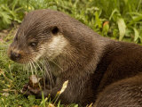 Adult  Male European Otter Eats a Crayfish