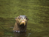 Giant River Otter Swims in Lake Balbina