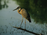 A Great Blue Heron in Its Dark Phase Perched on a Branch Over Water
