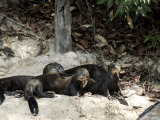 Giant River Otters Rest on the Shoreline of Lake Balbina