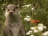 Adult  Male European Otter Stands Upright