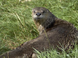 Adult  Male North American River Otter