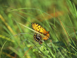 A Regal Fritillary Butterfly in a Virgin Tallgrass Prairie