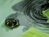 Yellow-Spotted Amazon River Turtle in Balbina Lake