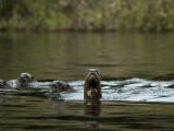 Giant River Otters Swim in Lake Balbina