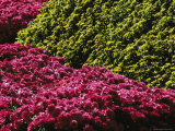 Sunlight Shines on Magenta Chrysanthemums