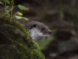 Adult  Male European Otter Peers from its Den