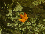 Maple Leaf and Rock Lichen