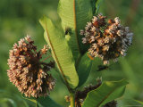 A Milkweed Plant with a Fly on Its Leaf