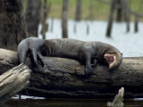 Giant River Otter Rests on a Log at Lake Balbina