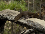 Giant River Otter Rests on a Log at Lake Balbina