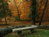 A Bench in a Wooded Setting of Trees in Fall Foliage