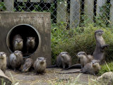Family of Asian Short-Clawed River Otters