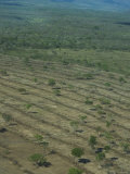 Aerial View of the Deforestation of the Pantanal Region