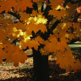 Leaf Color Change in Whitnall Park