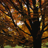 Leaf Color Change in Whitnall Park