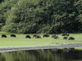 White-Lipped Peccaries on the Shoreline of the Rio Negro