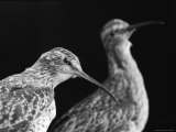 Extinct Eskimo Curlews in an Exhibit