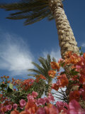 Bougainvillea Flowers Surround a Palm Tree