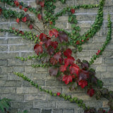 Ivy Climbs a Wall in Southeast Milwaukee
